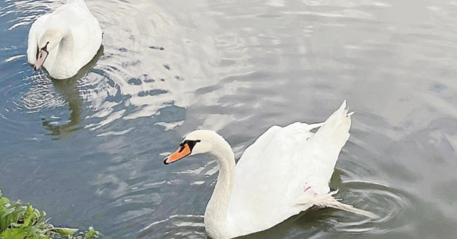 "Cigno ferito dai pescatori", si riaccende la polemica