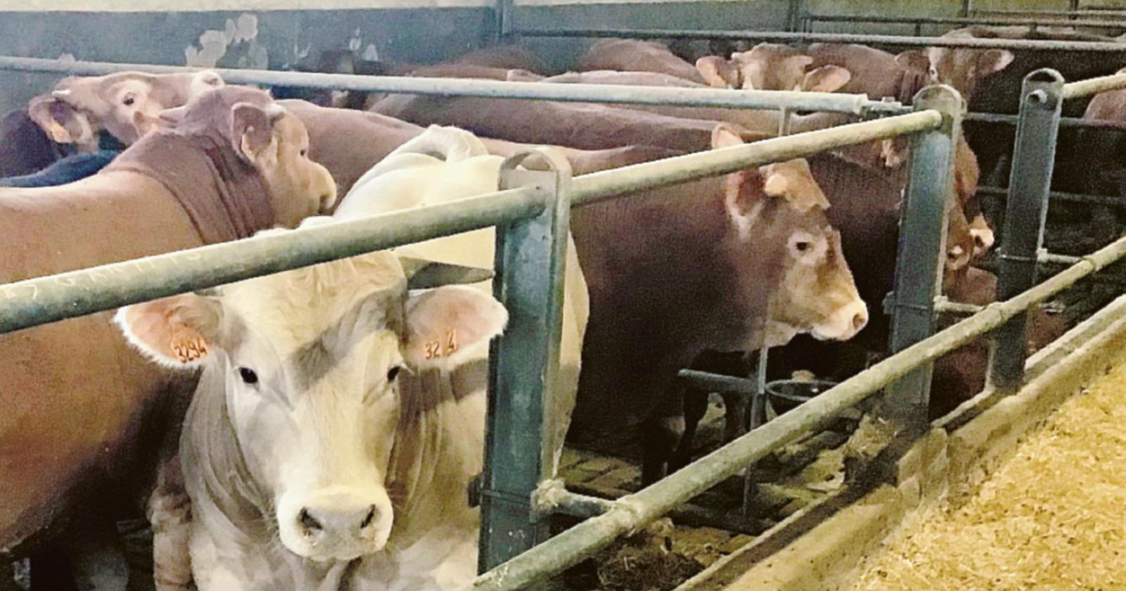 Agli allevamenti, bollette da 150mila euro al mese