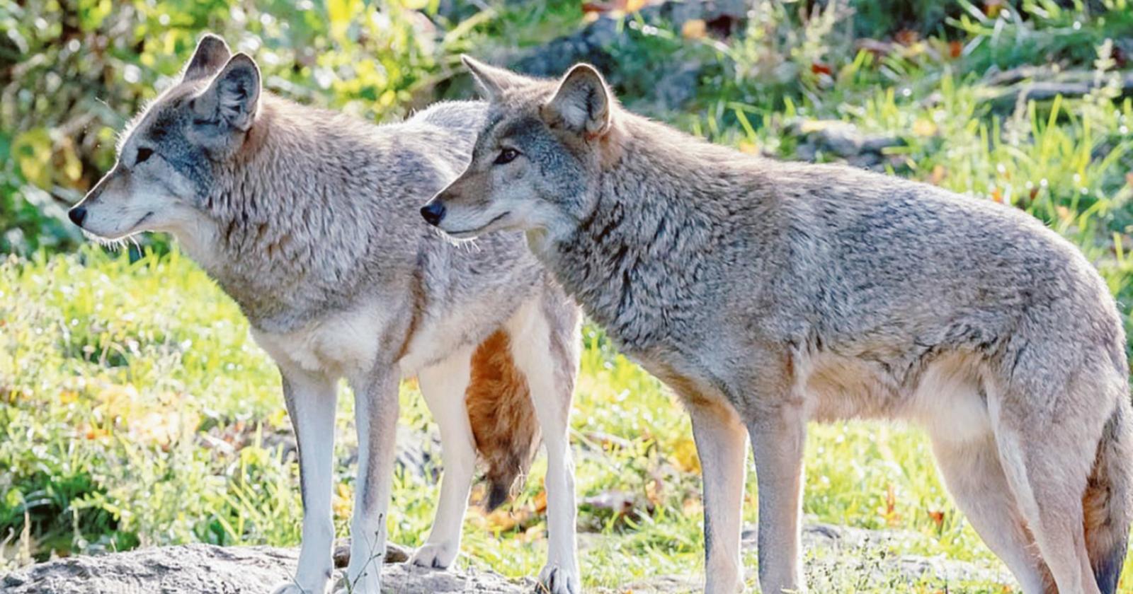 Lupi cecoslovacchi in fuga, ciclista aggredito e azzannato