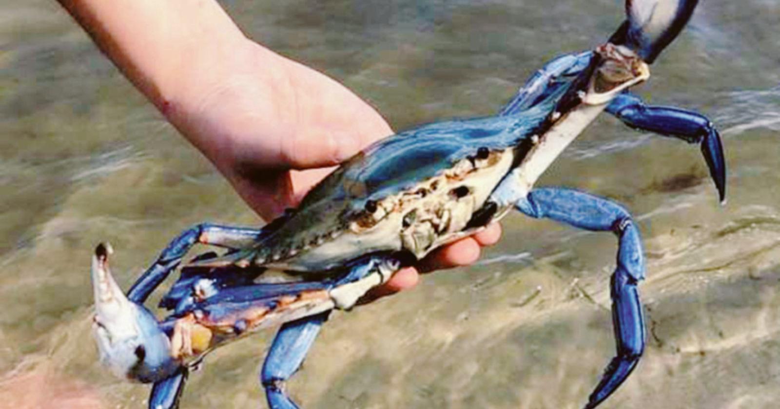 Invasi dal granchio blu
