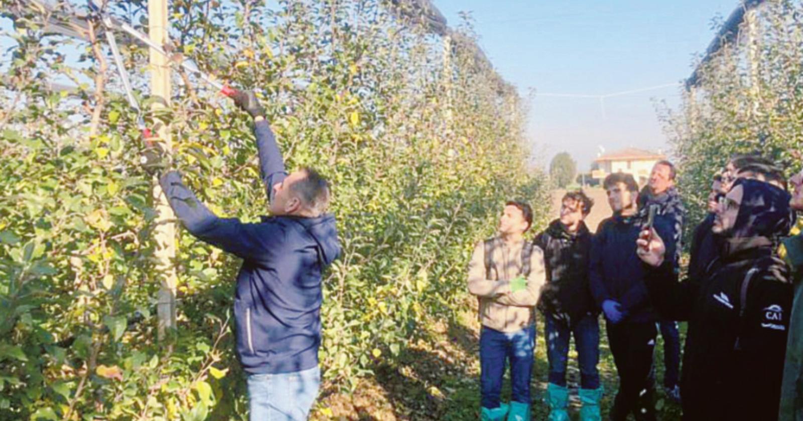 Tutti i segreti della potatura