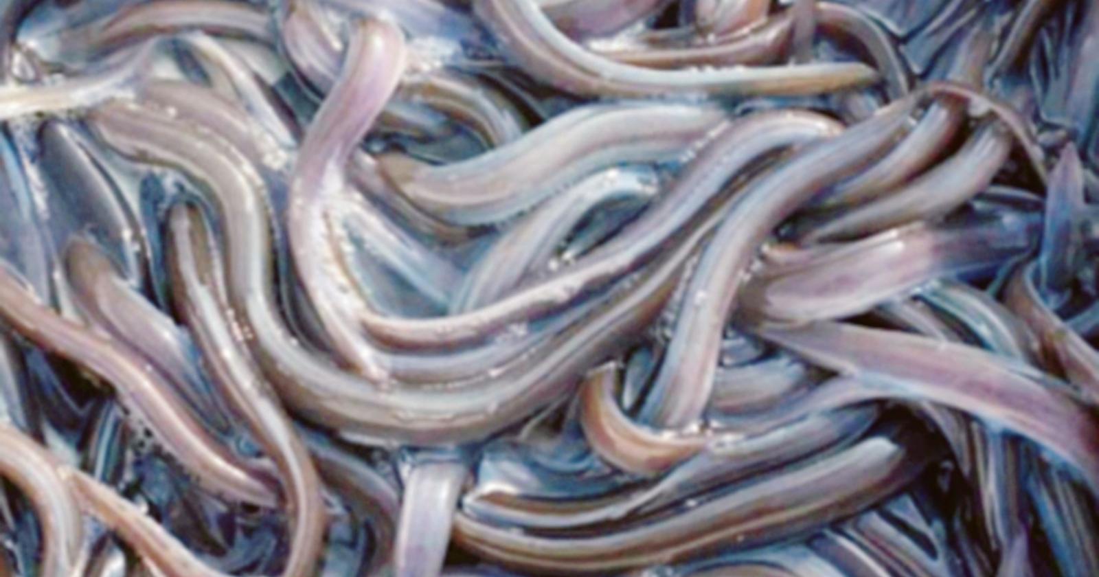 Le anguille saranno microchippate