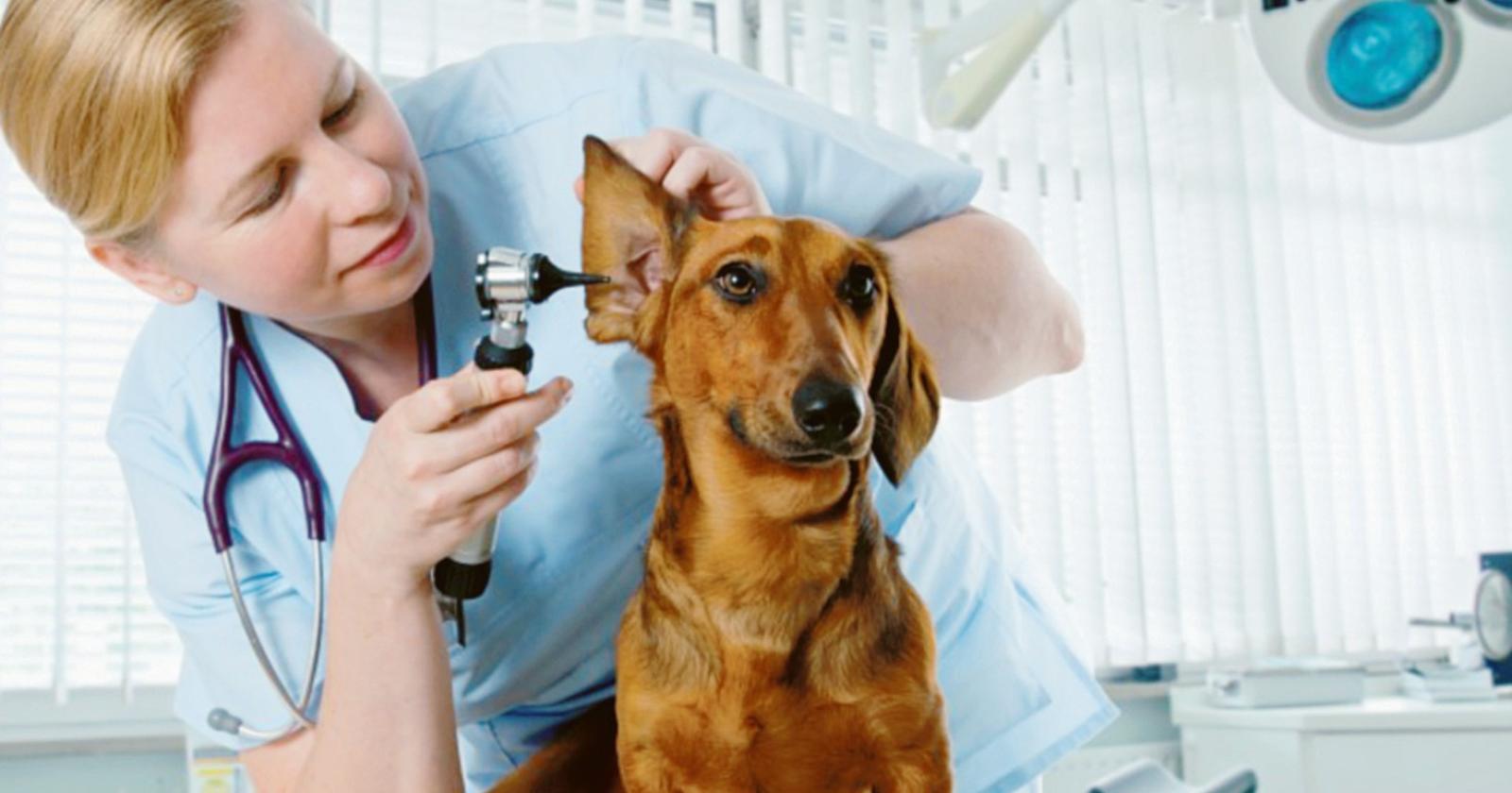 L’ambulatorio veterinario resta senza casa