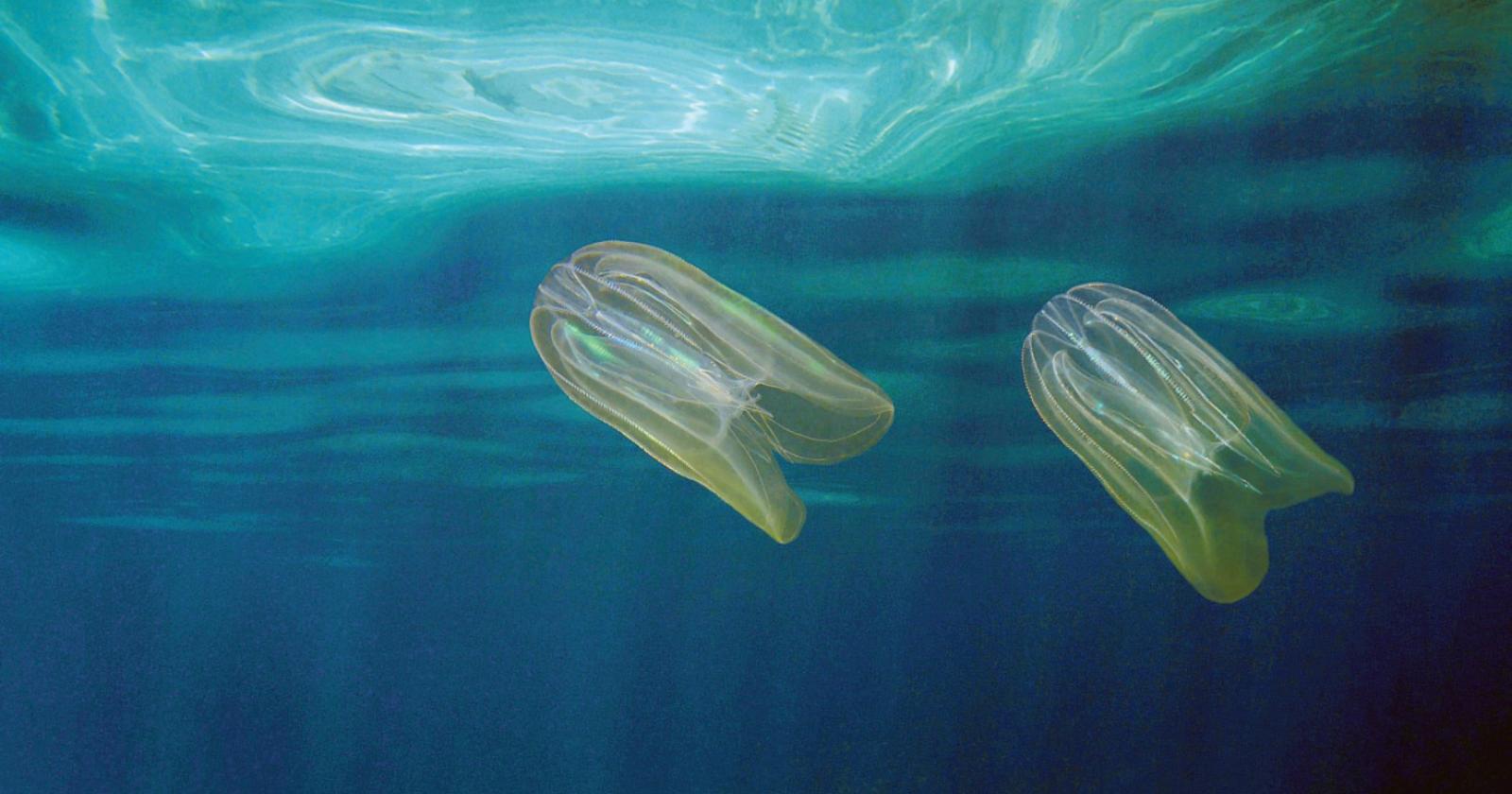 Un nuovo supernemico per le vongole