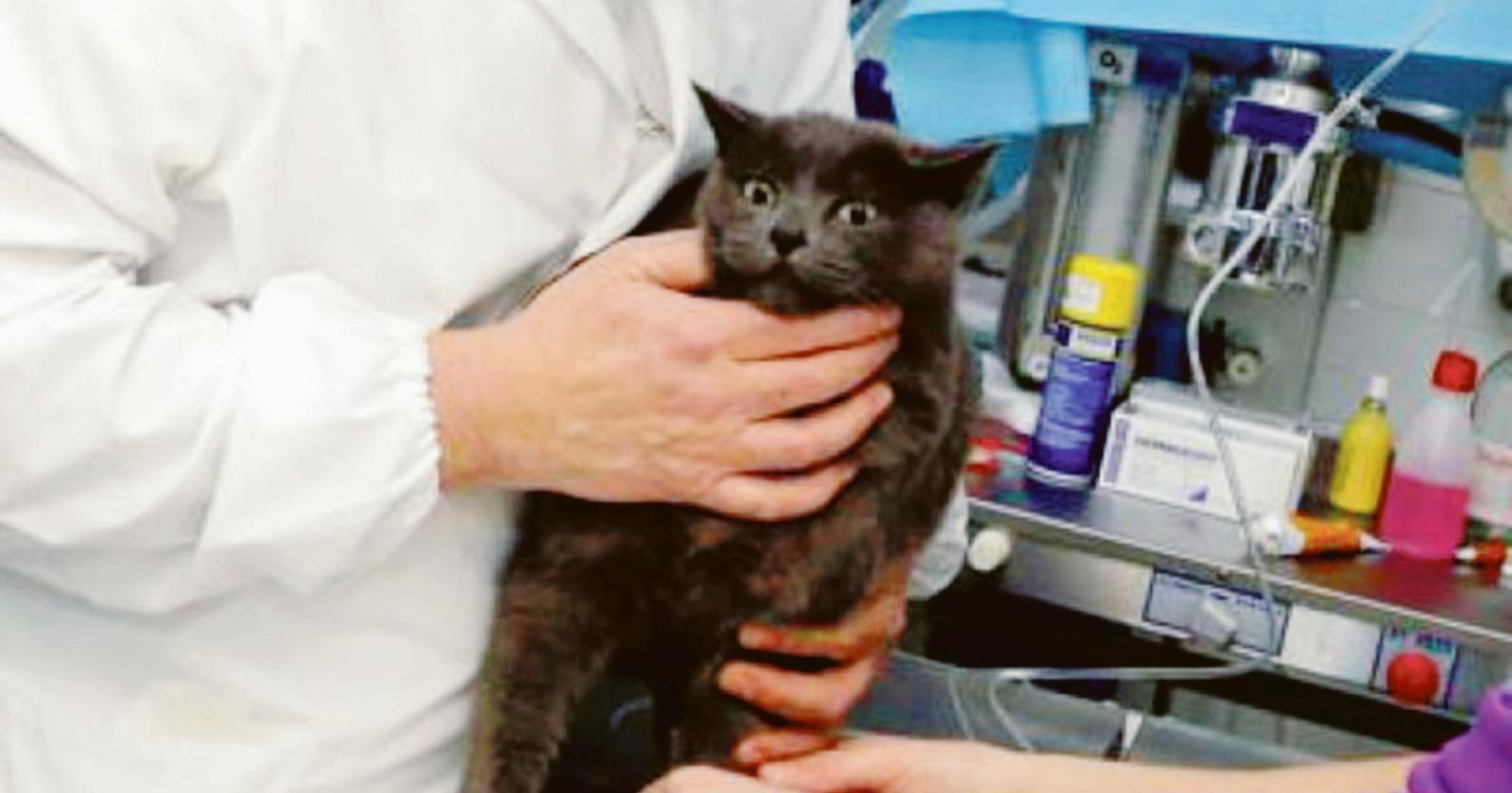 “Ridateci l’ambulatorio veterinario”
