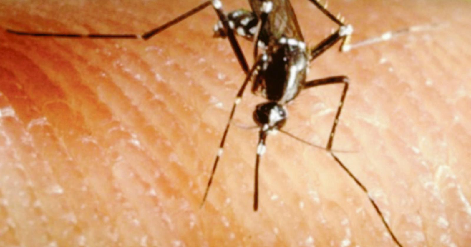 “Disinfestazione, agire subito”