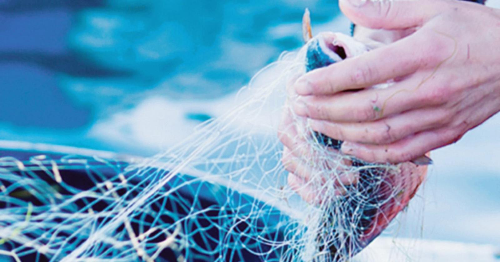Come diventare pescatori green per formare i futuri operatori