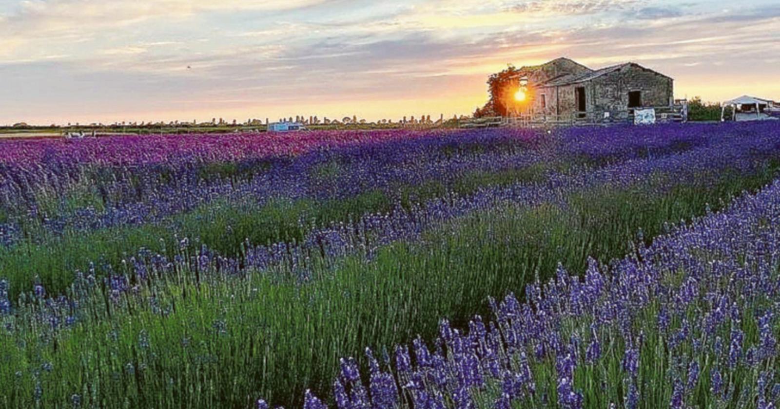Tra la lavanda, pace e magia