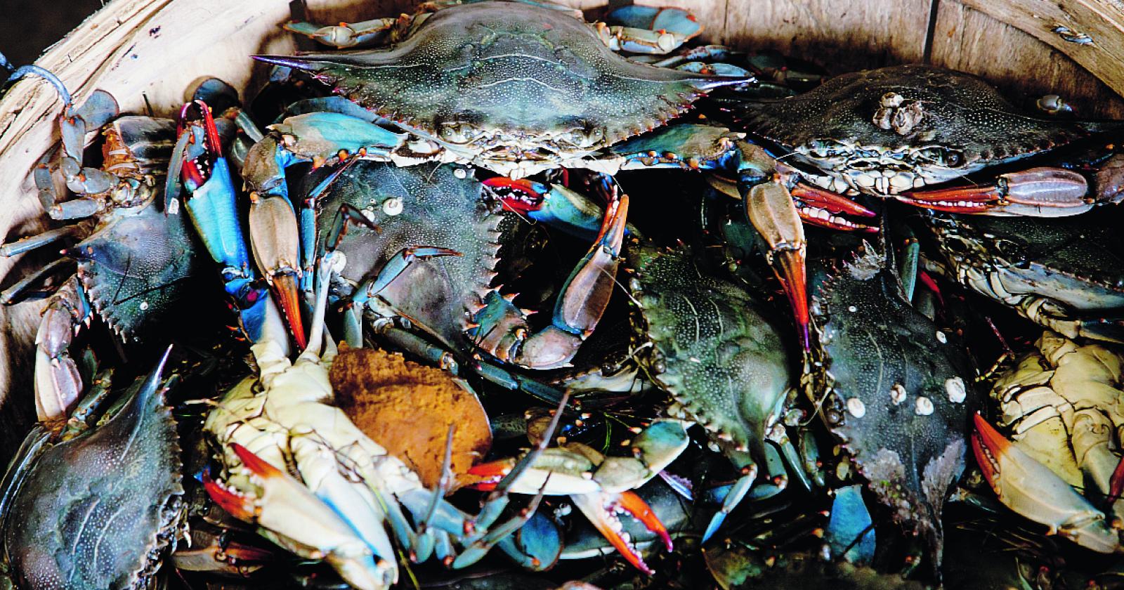 Granchio Blu, si cercano risposte