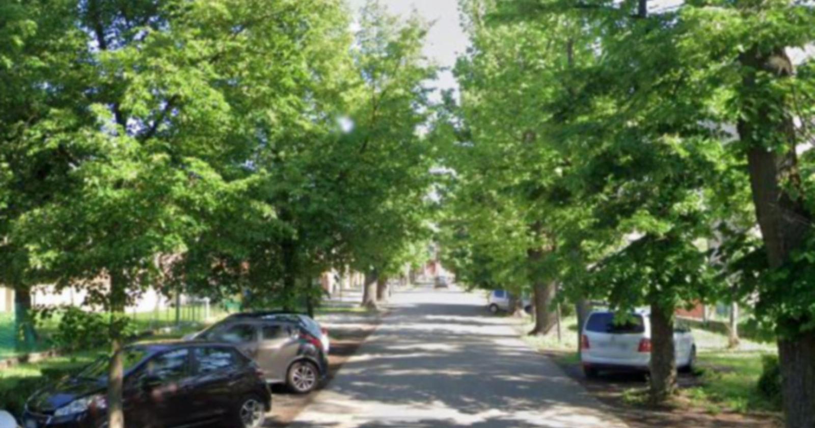 Alberi pericolanti, chiuso il viale