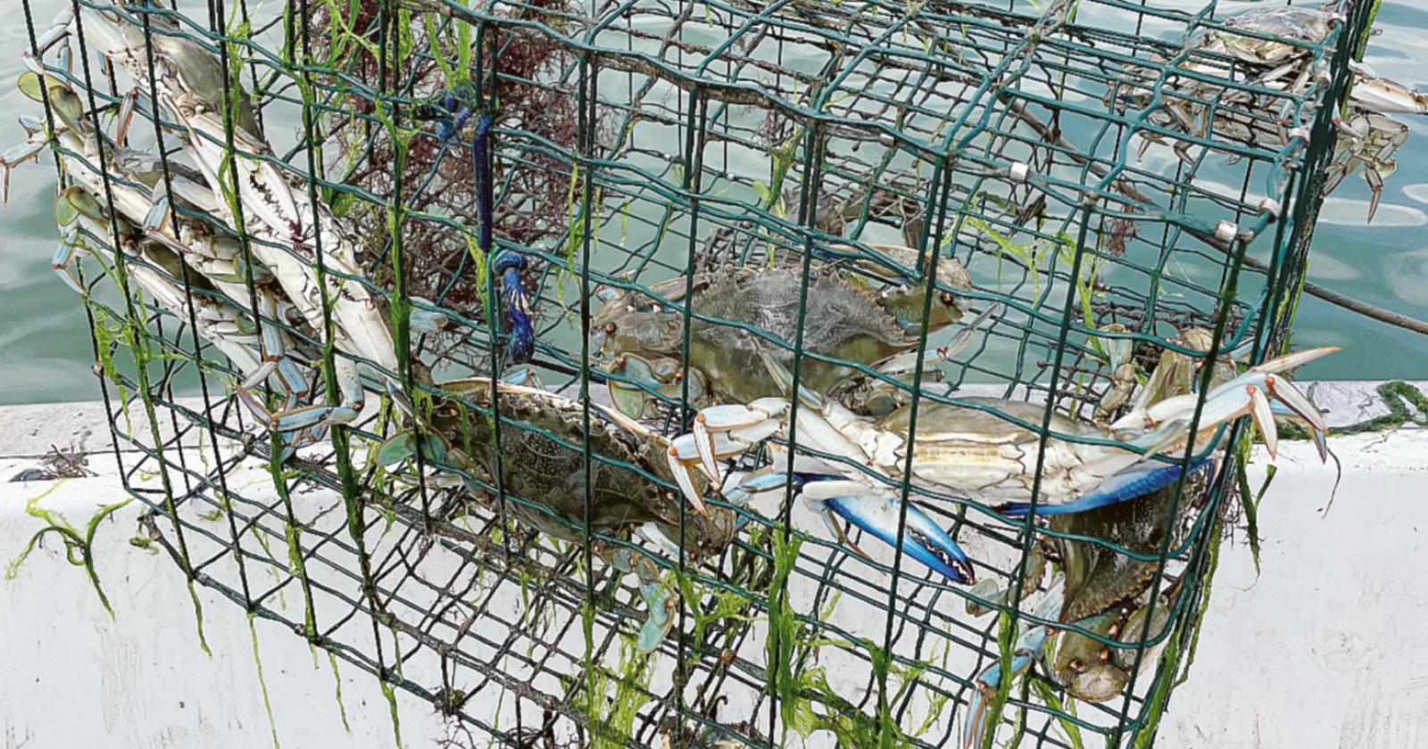 Granchio blu, invase le lagune