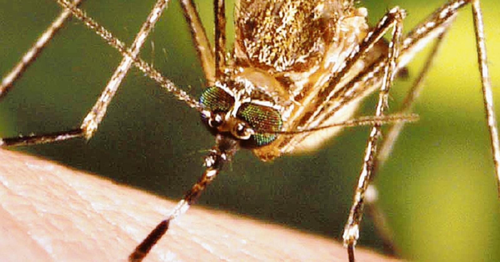West Nile, primo contagio
