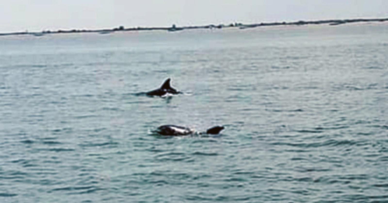 Emozione a Porto Levante: due delfini tra i flutti