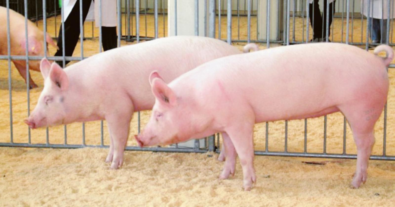 La peste suina fa paura: nuove regole