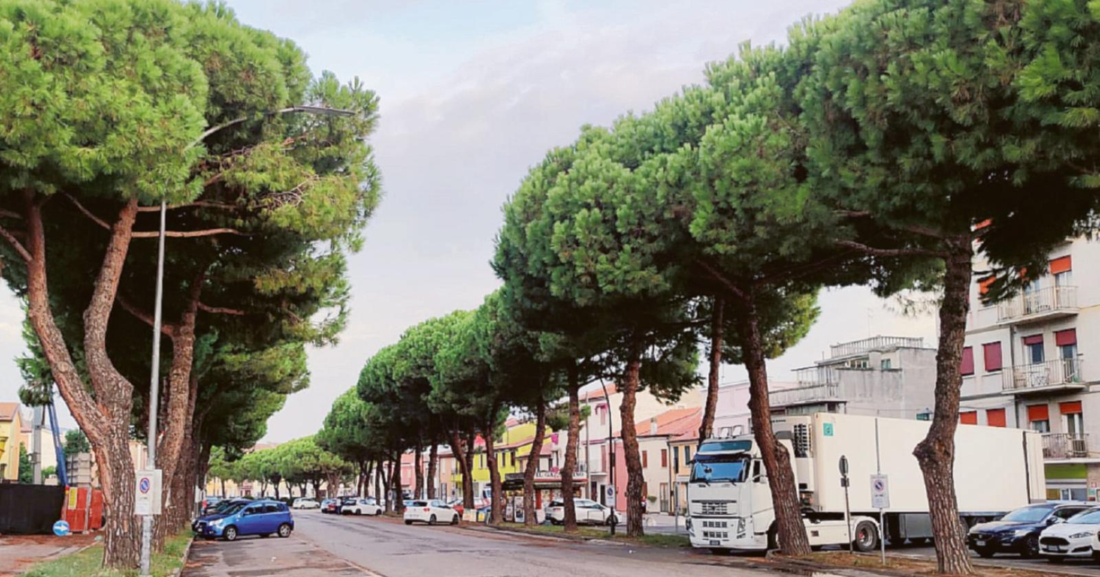 Giù i 62 alberi di Corso Garibaldi