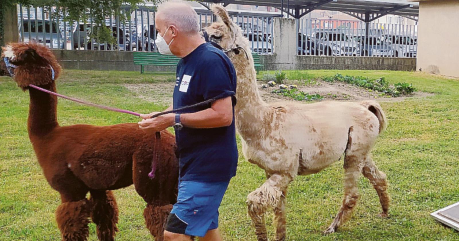 Alpaca: il preferito dai nonni!