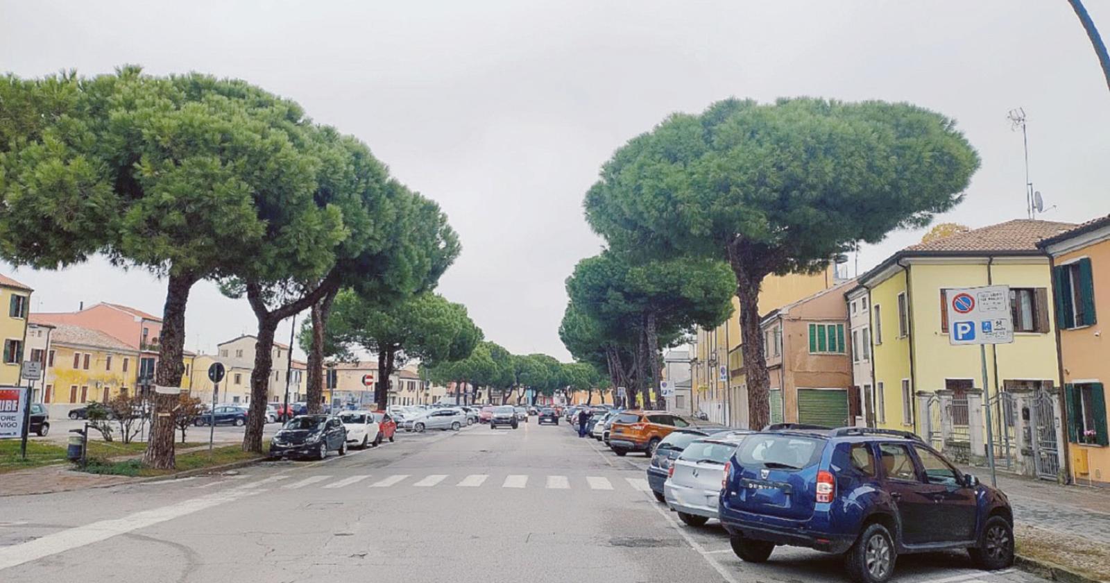 Taglio piante, cresce la tensione