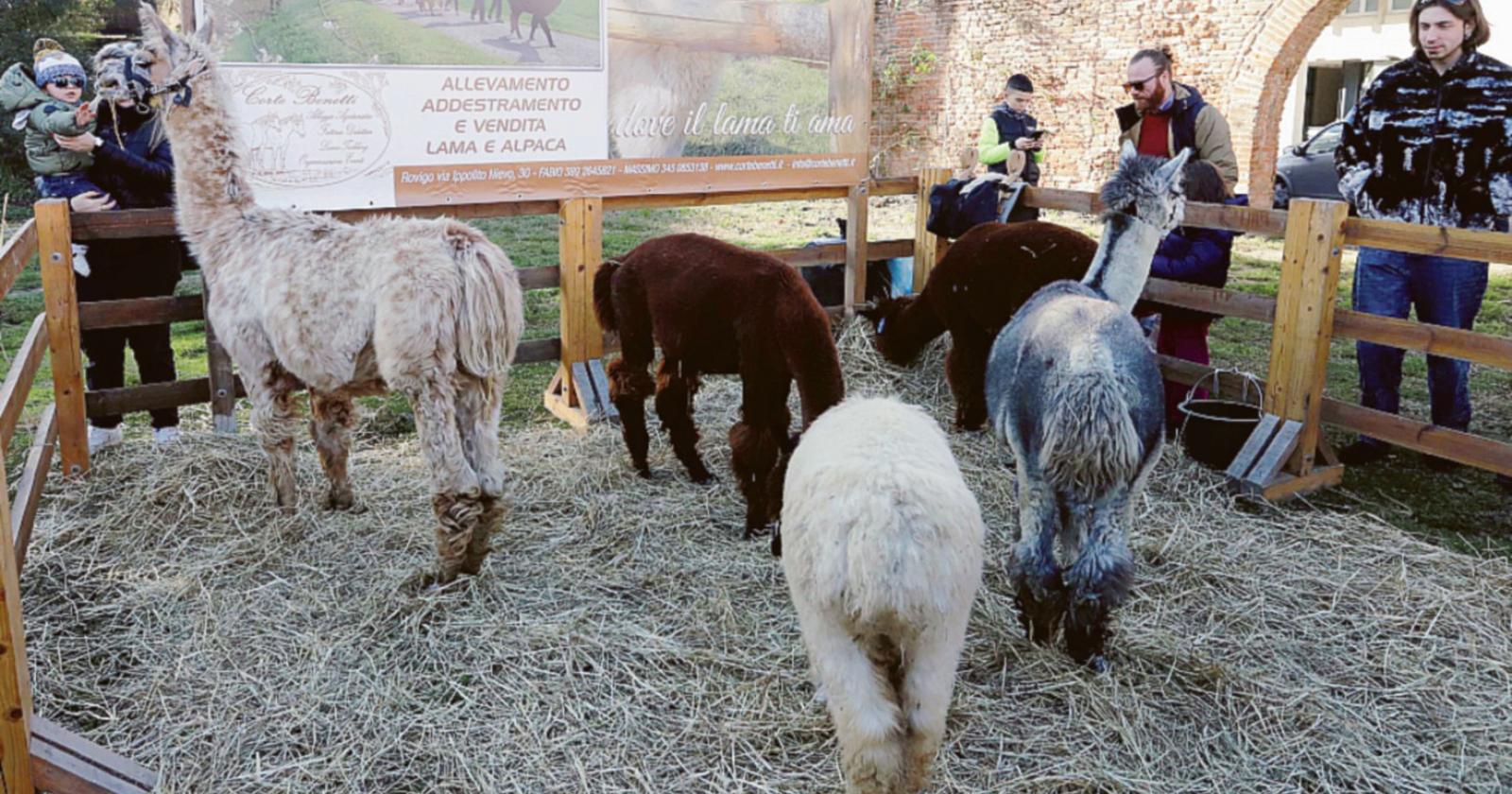 Vigilia a tu per tu con lama e alpaca