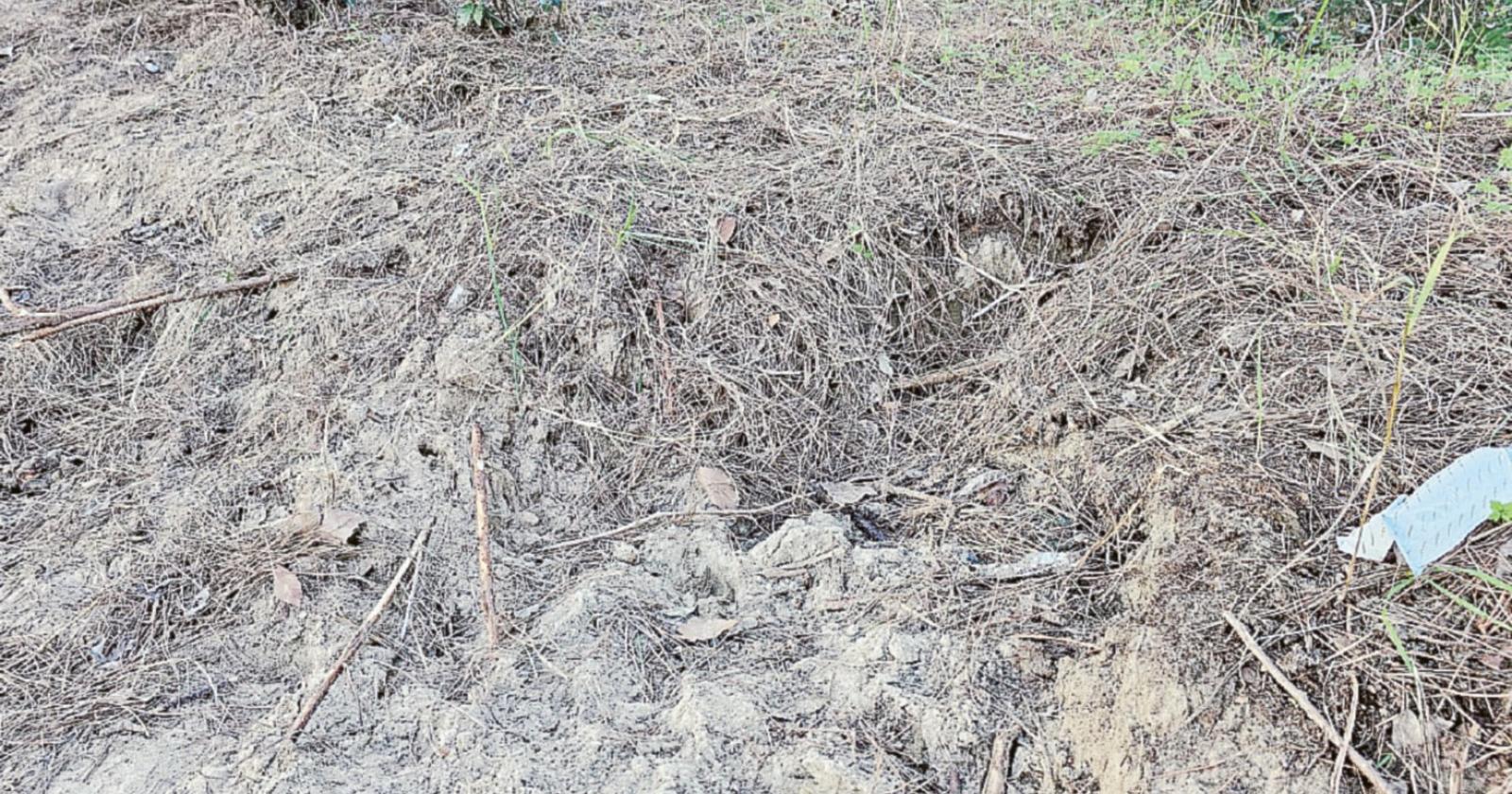 Bracconieri all'assalto della pineta