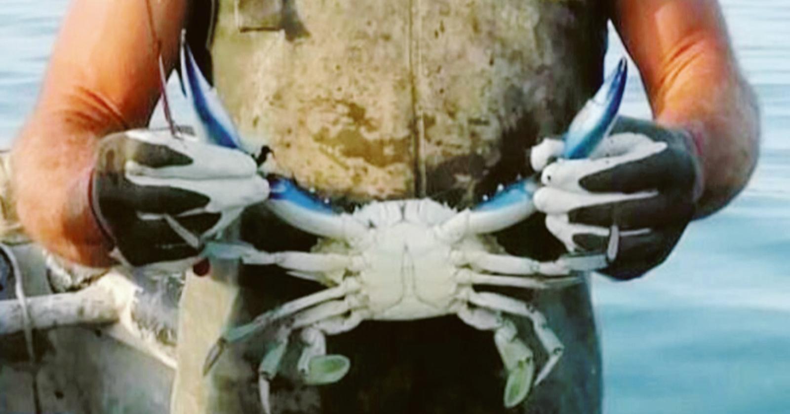 &ldquo;Ecco come fermeremo il granchio blu&rdquo;