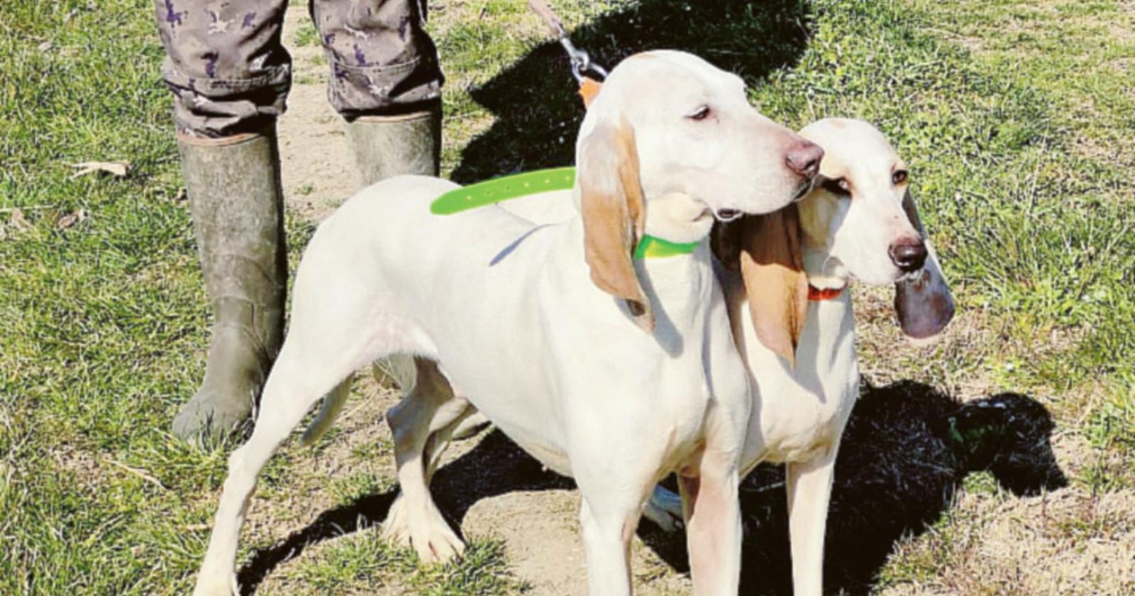 Raduno di tre giorni dei cani da lepre
