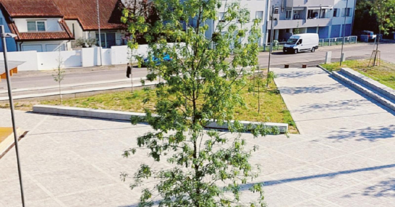 “Alberi assetati”, Asm replica: "Falso"