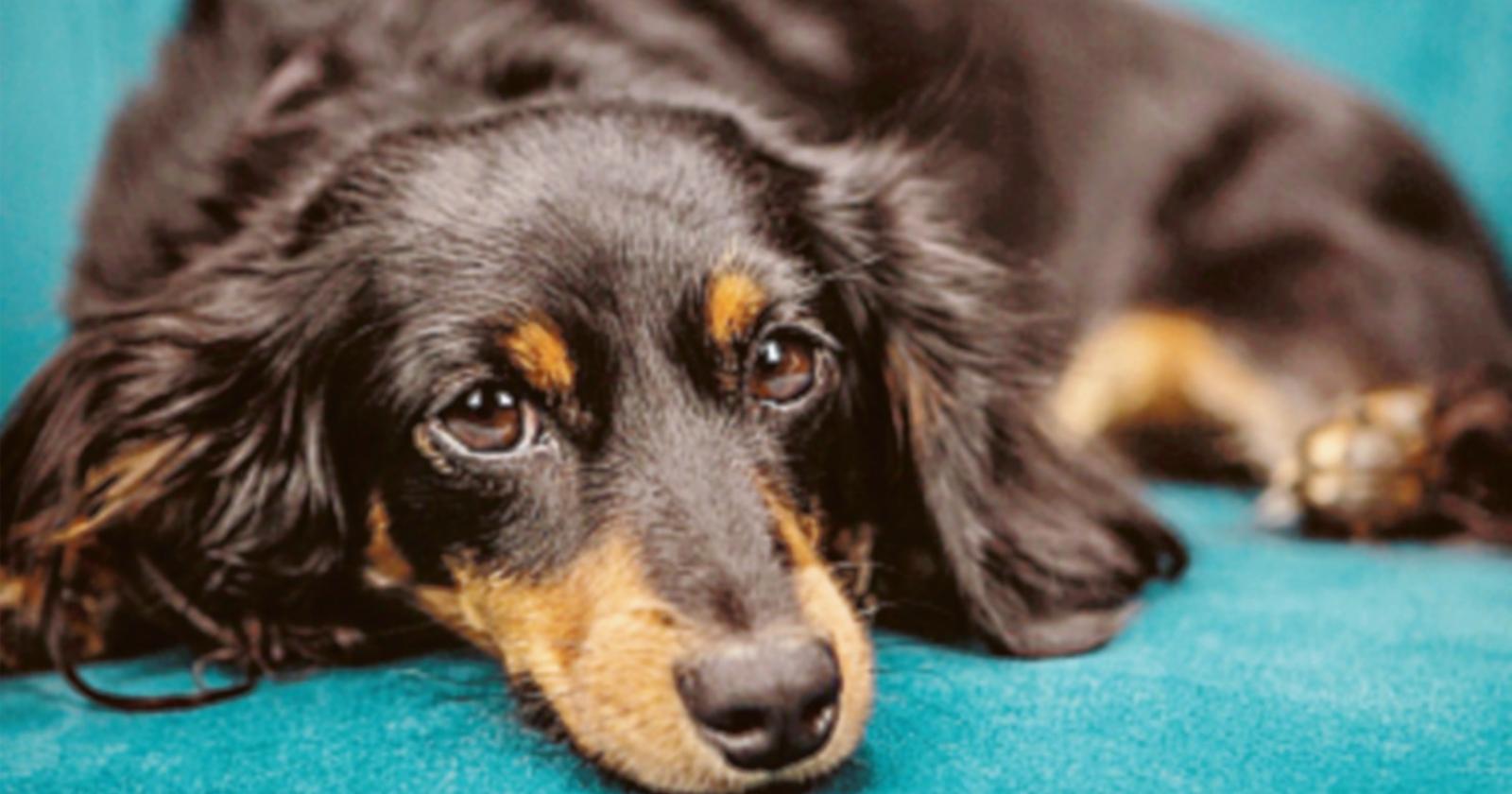 Cani ammazzati con l'antigelo, paese sotto choc