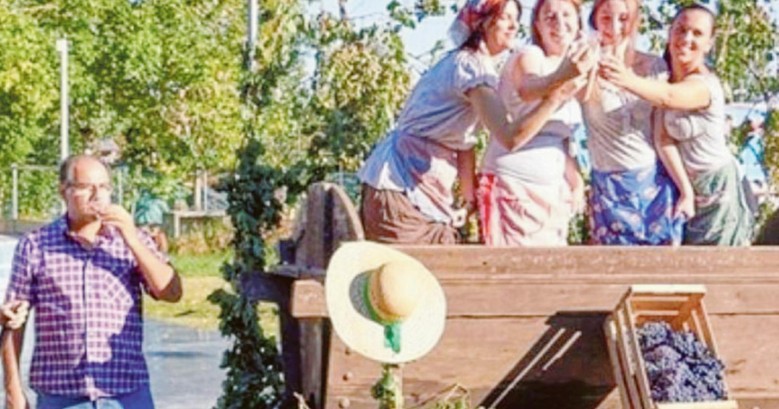 Rivive il rito della vendemmia