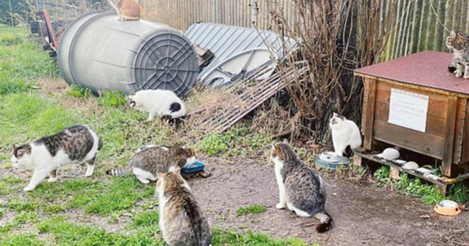 Troppi gatti, Una attacca il Comune