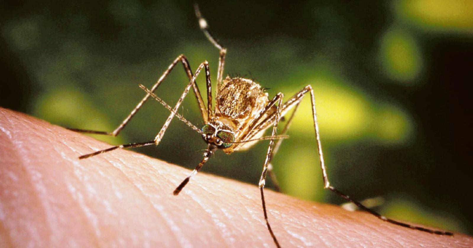 Il West Nile non molla la presa