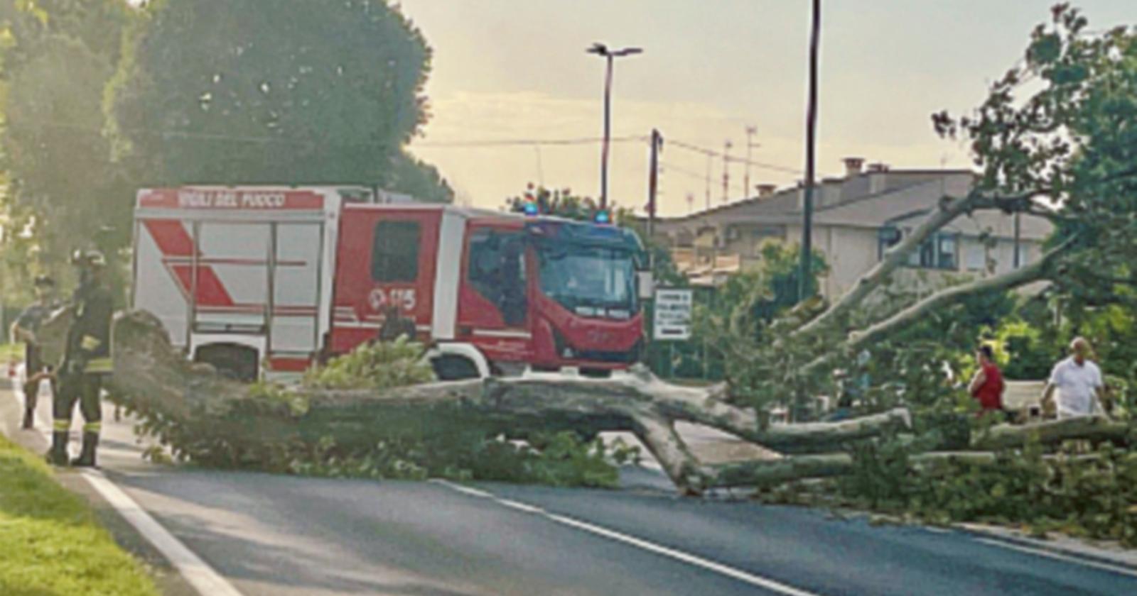 Regionale per Adria 24 platani da abbattere