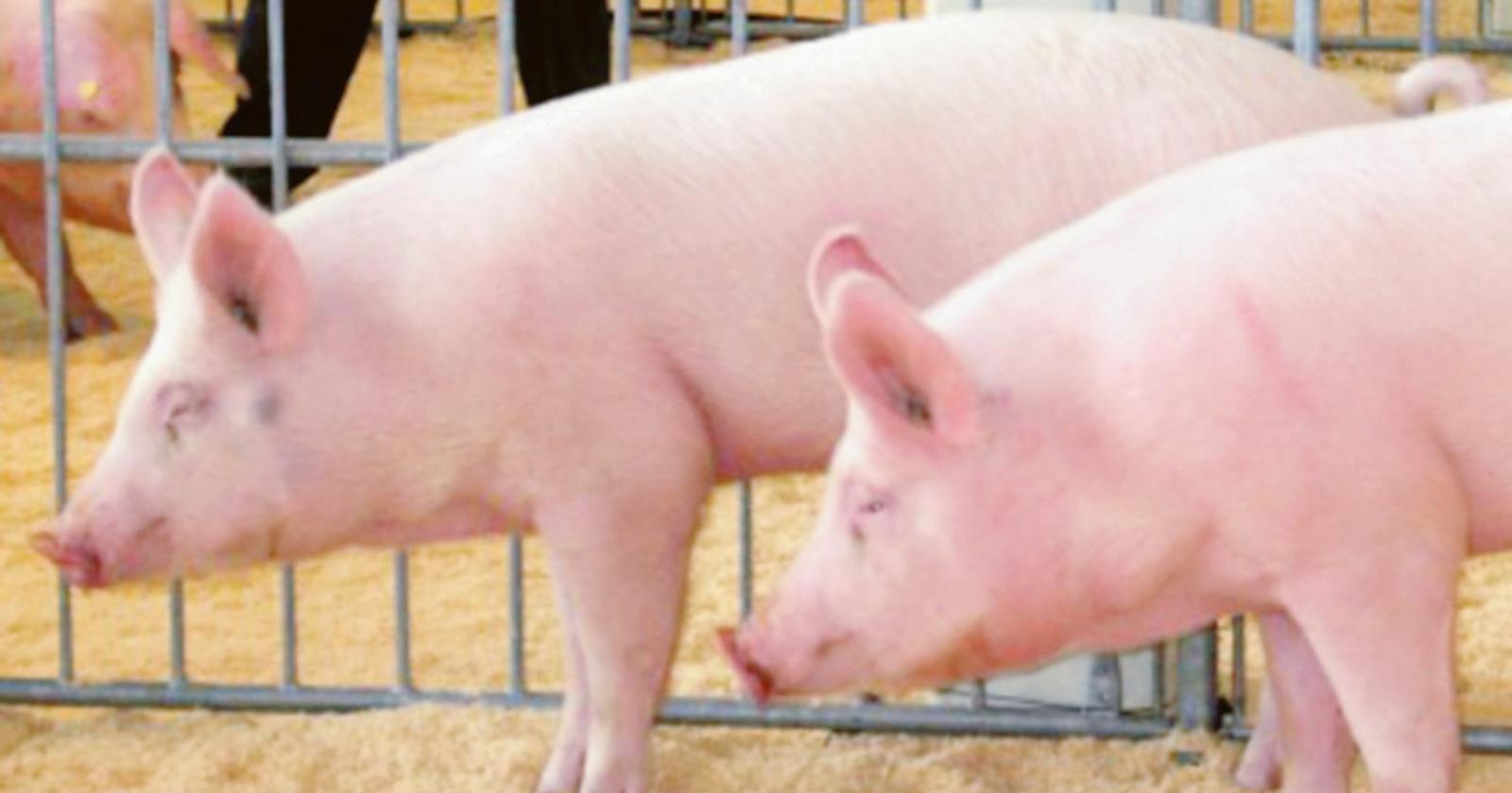 La Peste suina si avvicina al Polesine