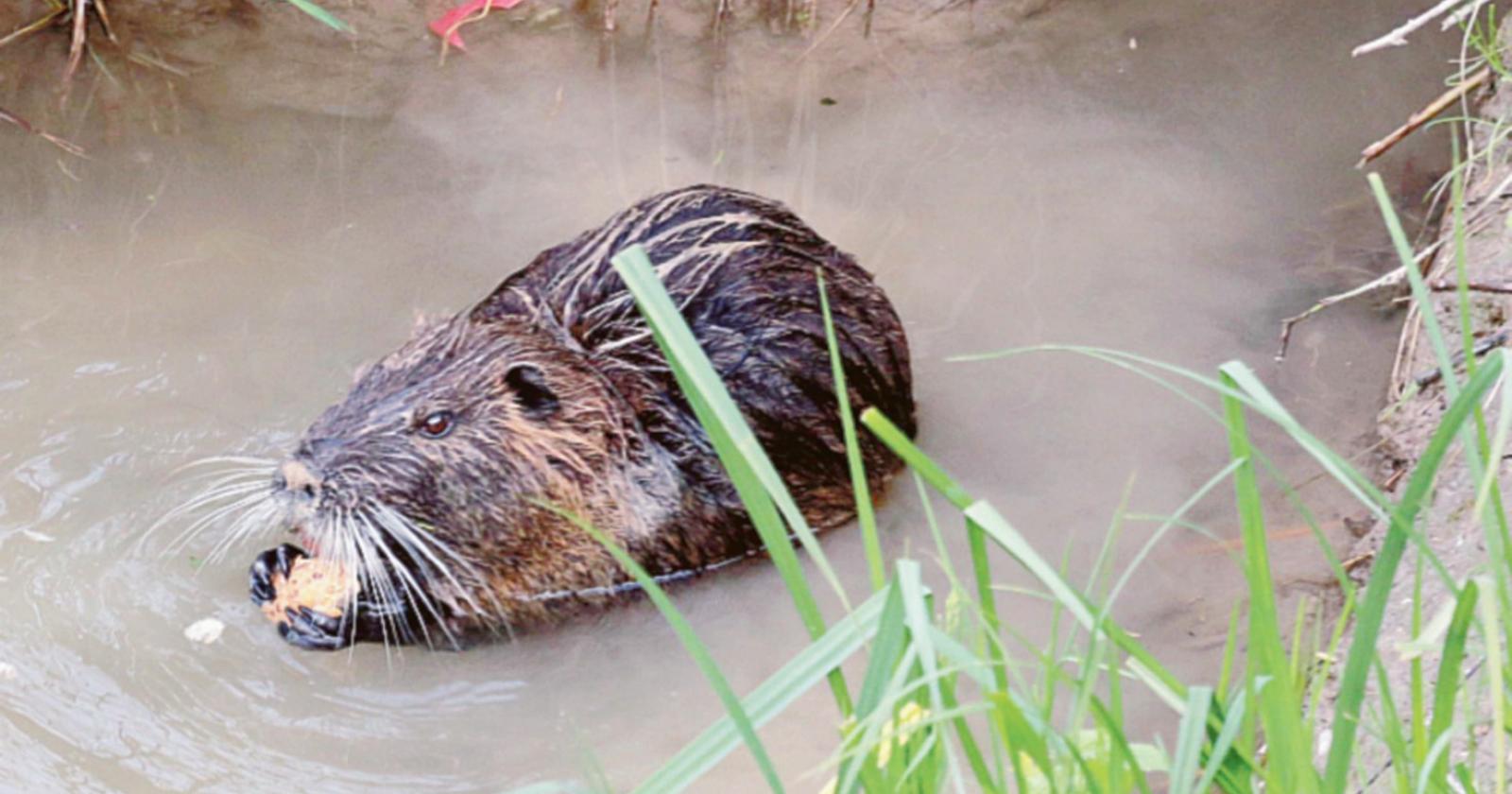 “Le nutrie vanno sterminate”: arriva la taglia