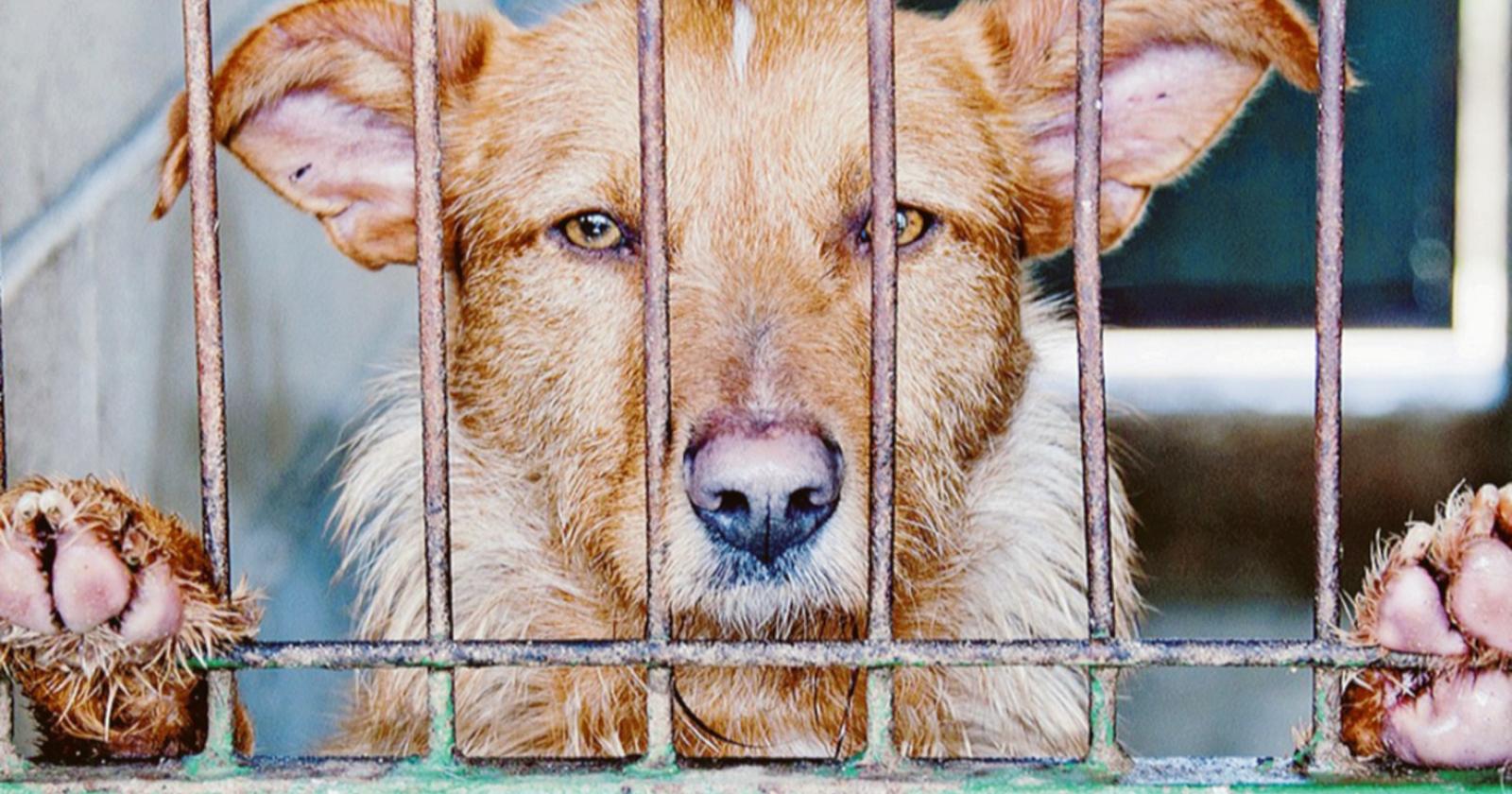 Traffico di animali in aumento