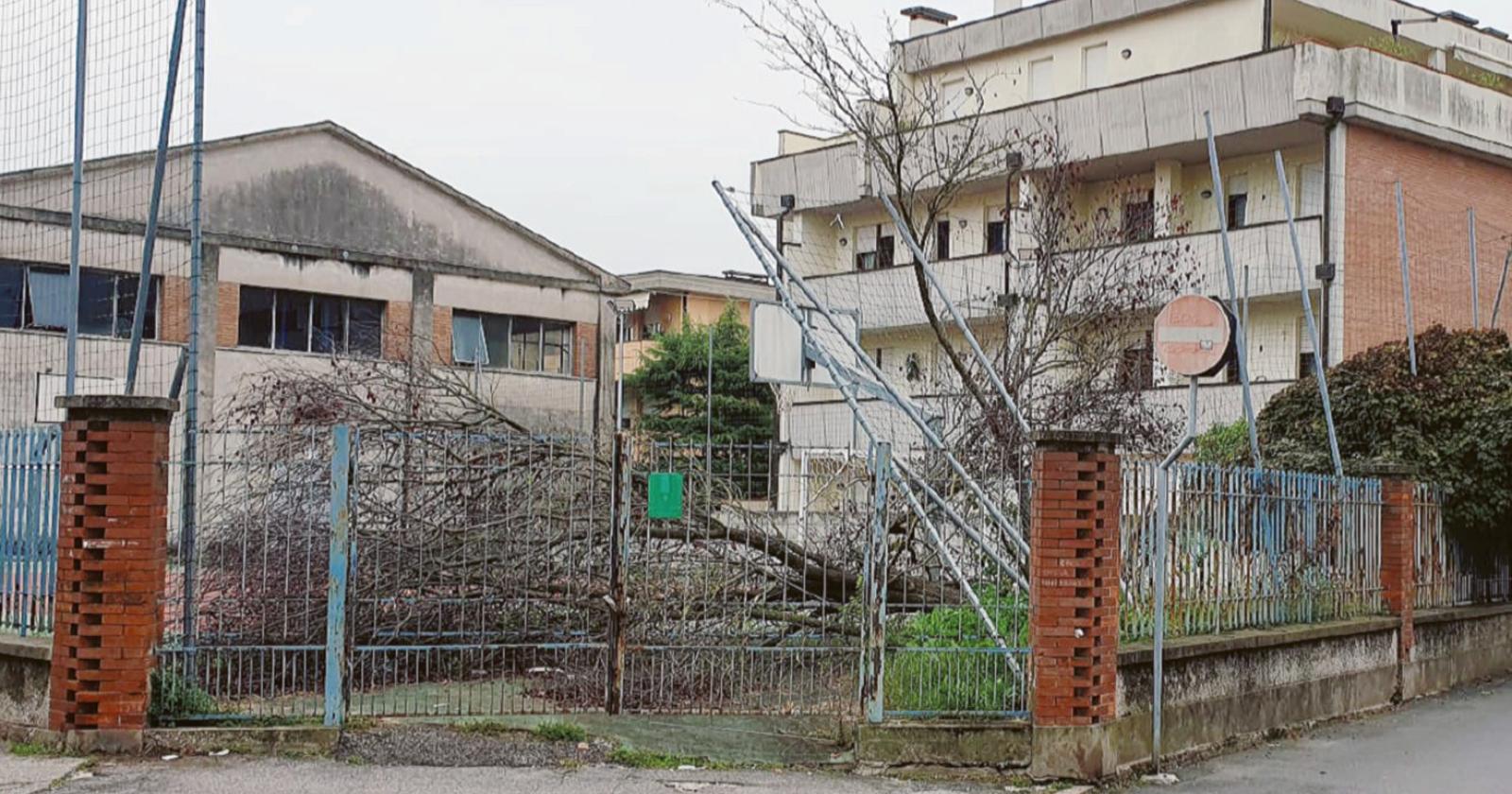 Albero crollato e abbandonato