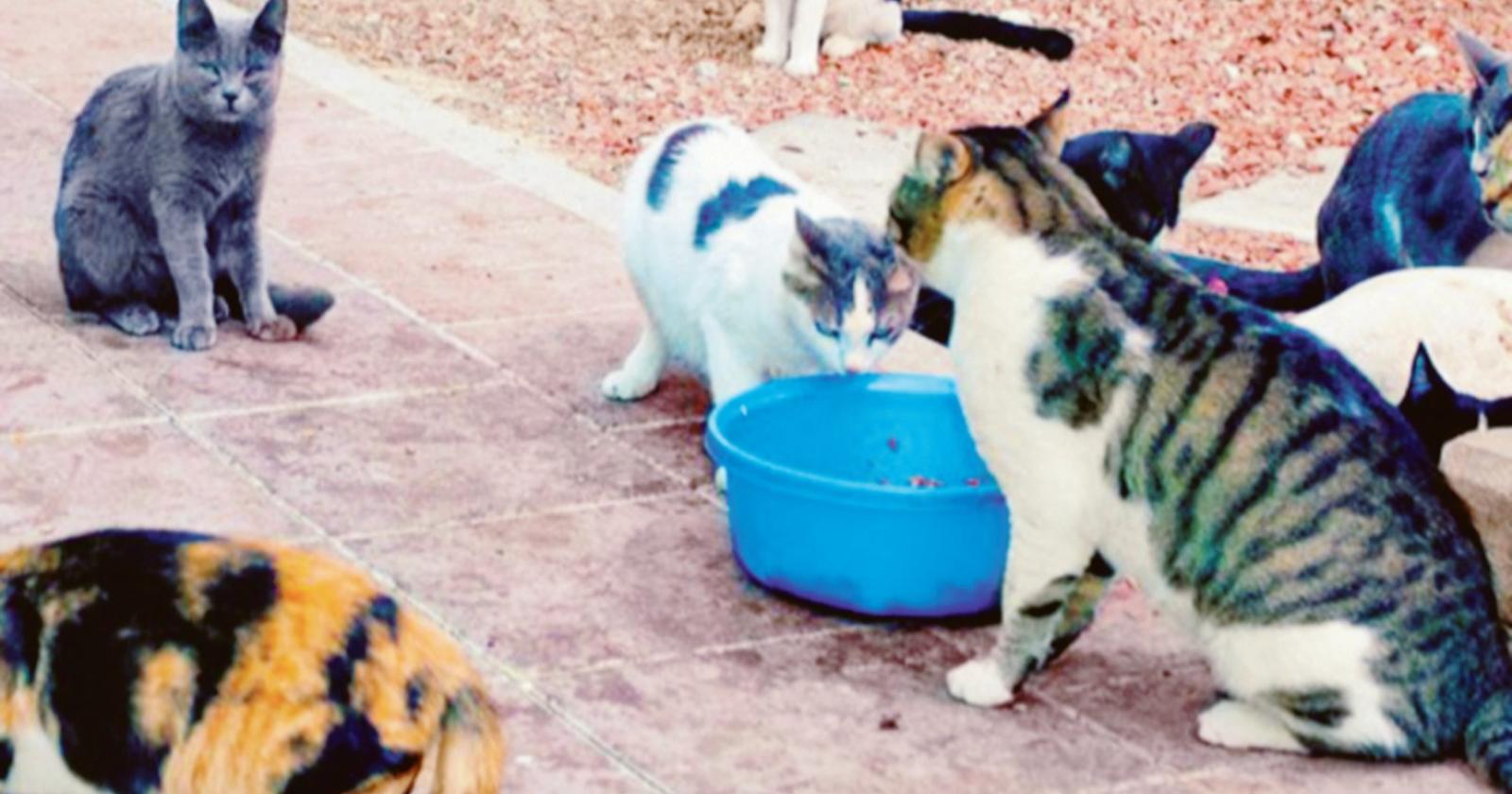 Gatti sequestrati, il caso in Regione