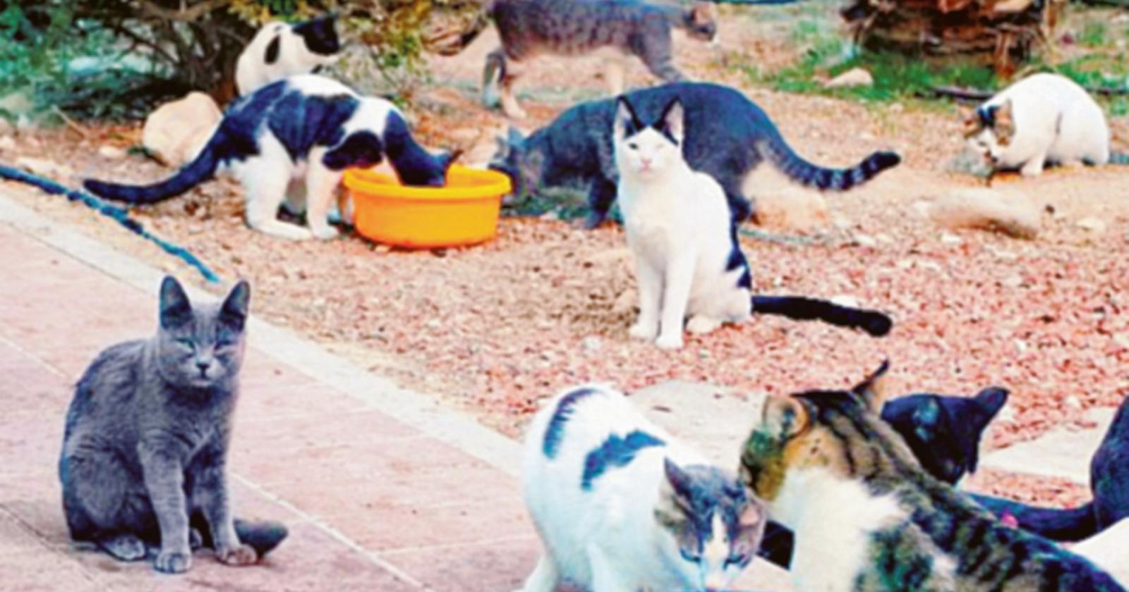 Gatti sequestrati, incontro l’11 novembre “Ma l’Una non ha mai ritirato le forniture”