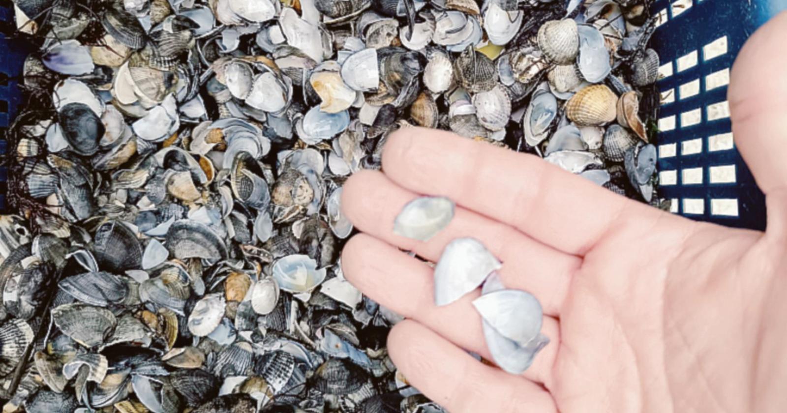"Perso il 95% delle vongole, un disastro"