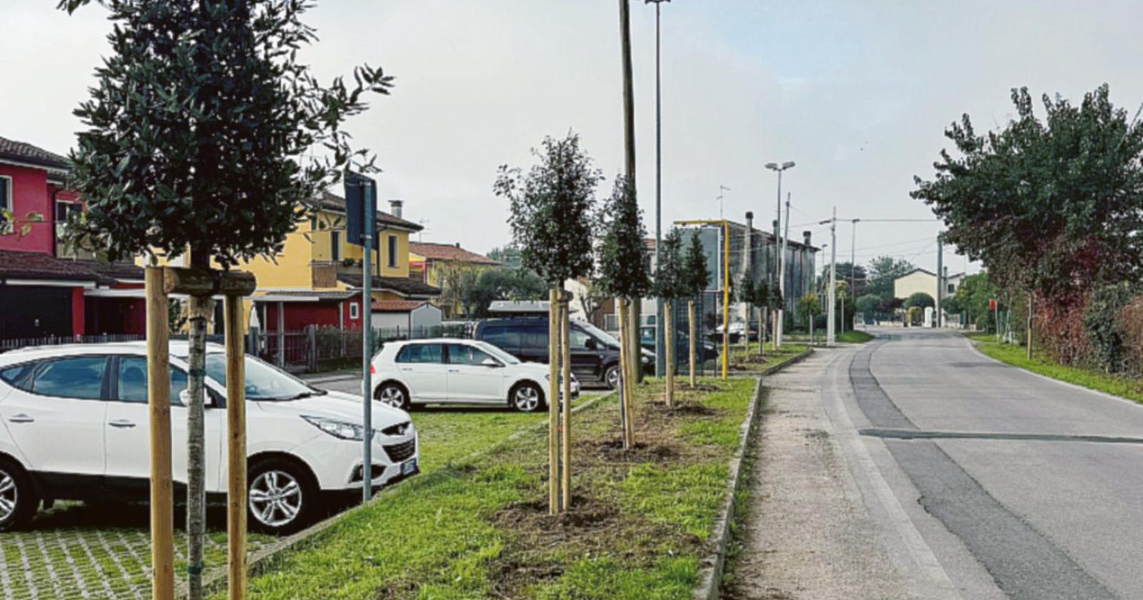 Otto nuovi lecci a Cantonazzo