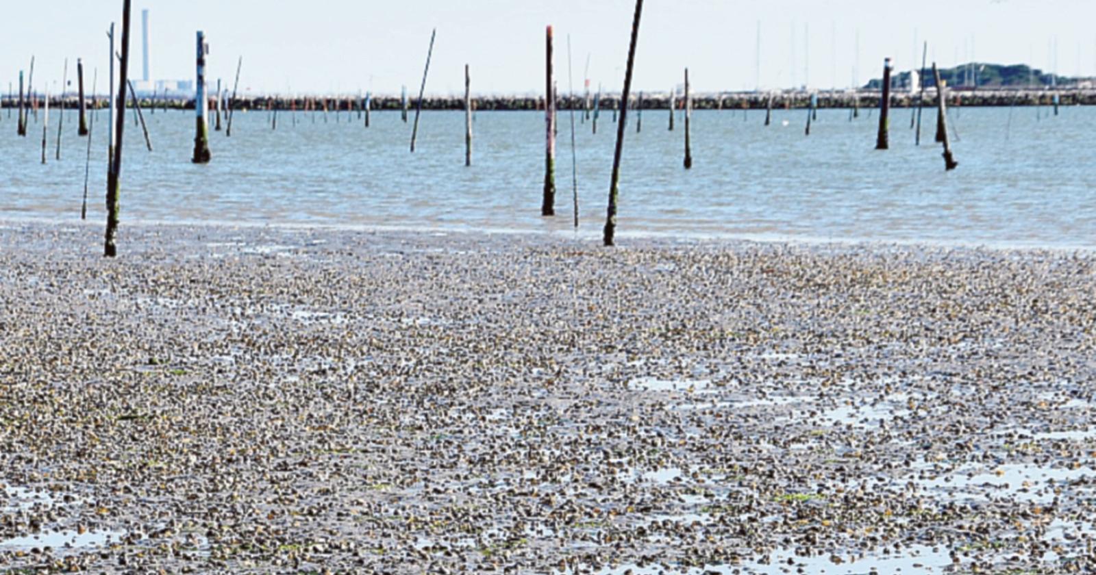Un progetto per la Marinetta