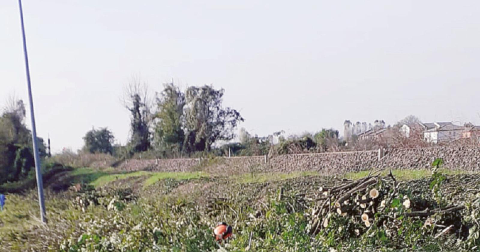 “Giù gli alberi, meno sicurezza”