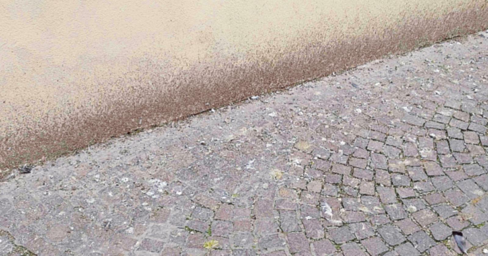 Guano per strada, continua la protesta:  “Ne va di igiene e salute”