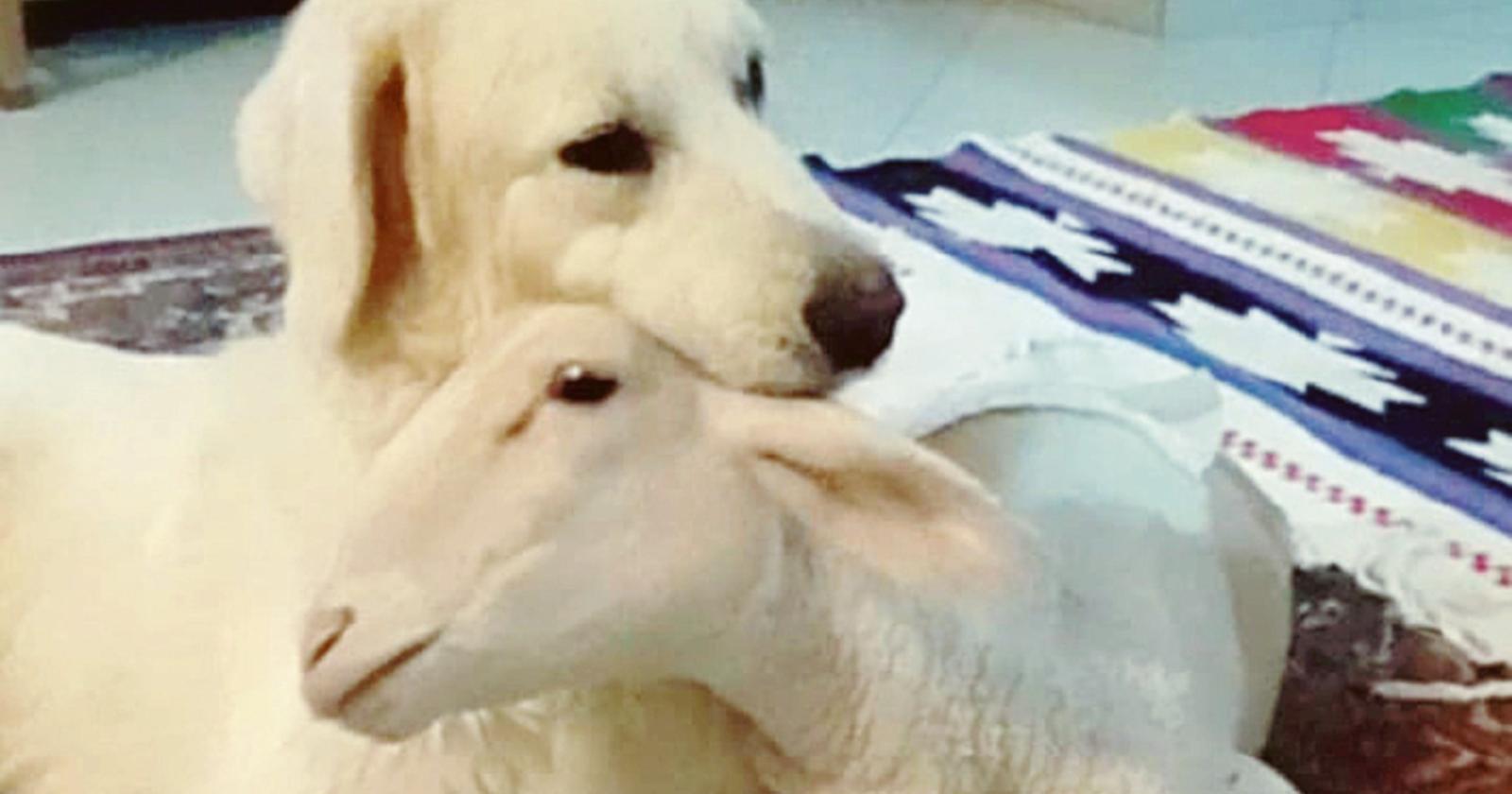 Aiutiamole a camminare ancora!