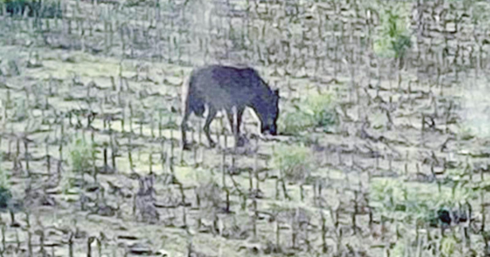 Inseguimento tra lupi e caprioli in paese