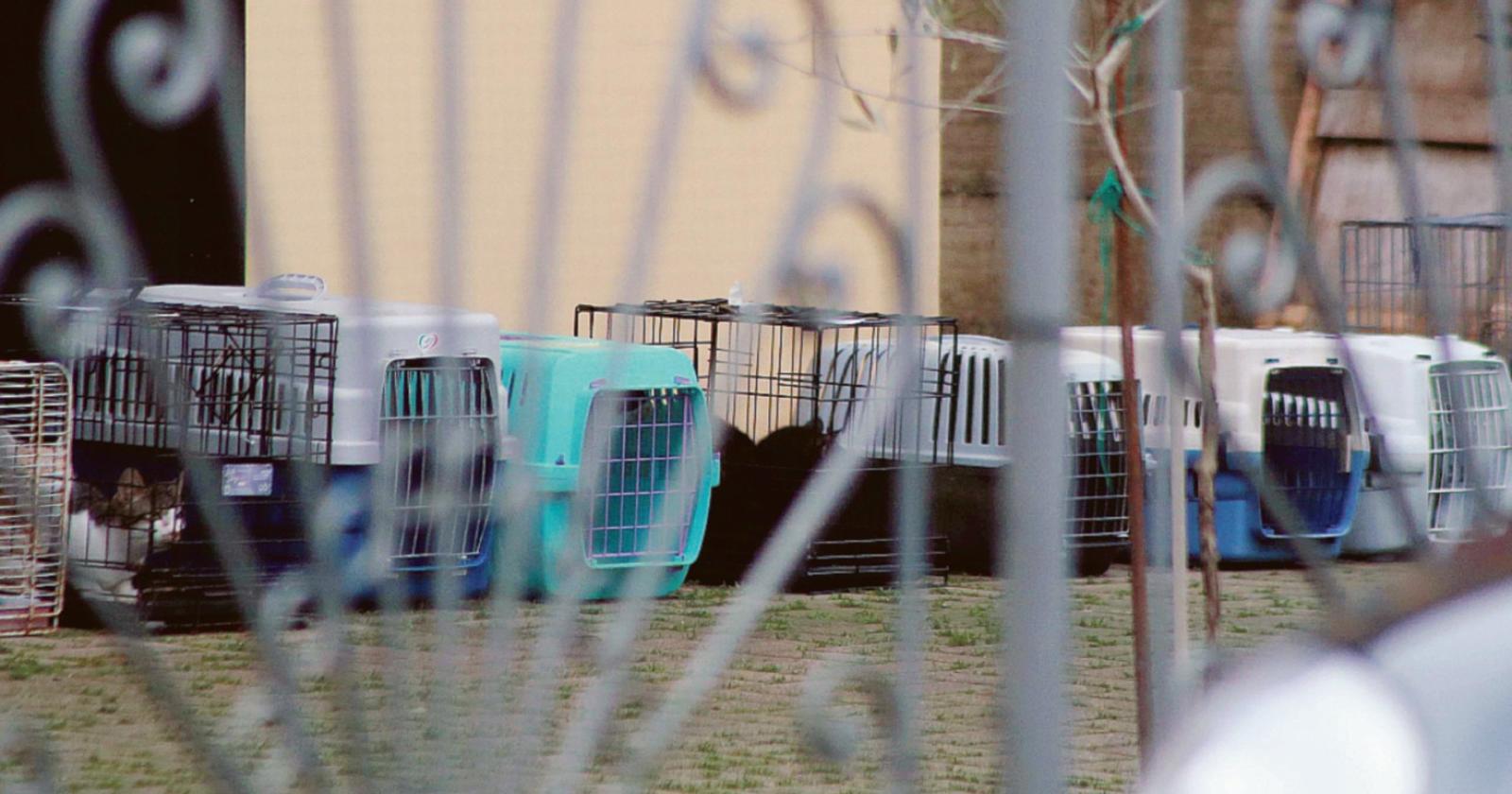 Trenta gatti in casa: sequestrati
