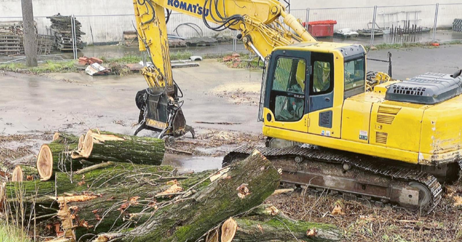 Taglio alberi, la polemica continua