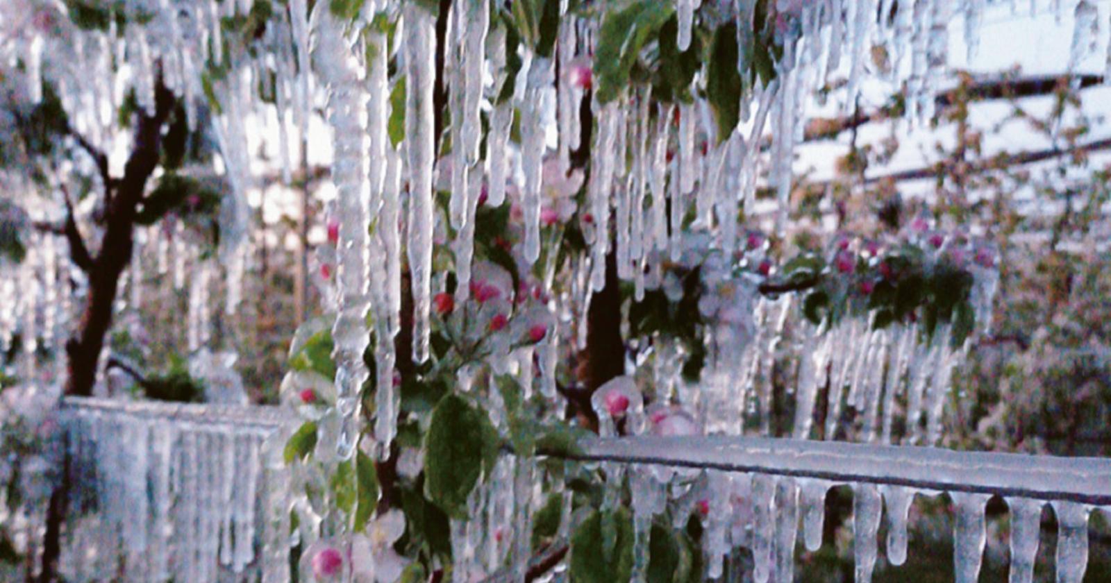 Frutta a rischio gelate tardive