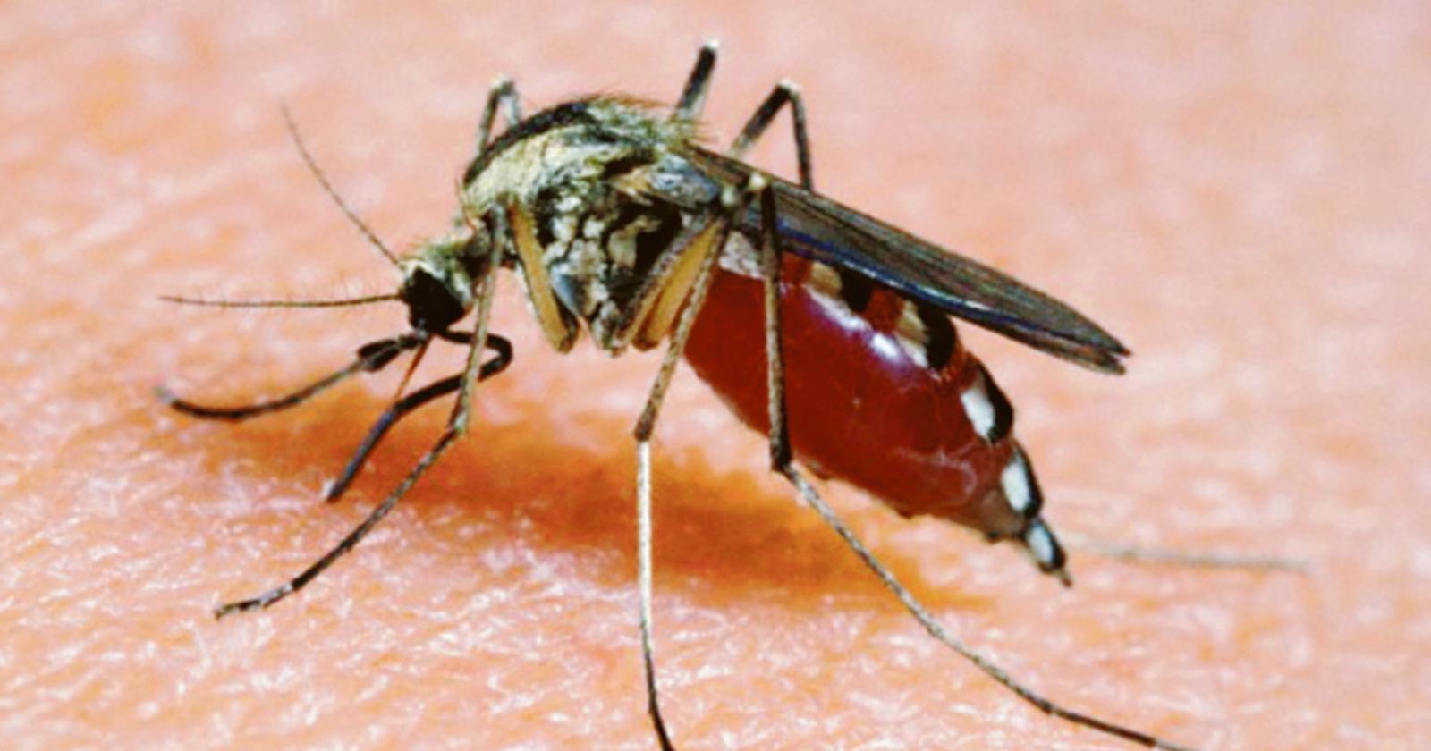 Inizia la guerra alle zanzare