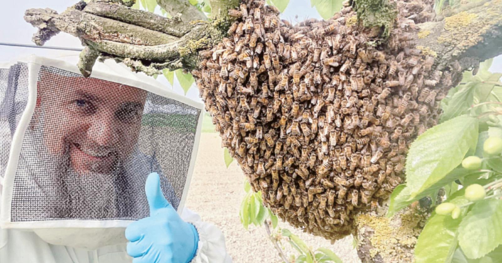 La piena del Po “sfratta” le api