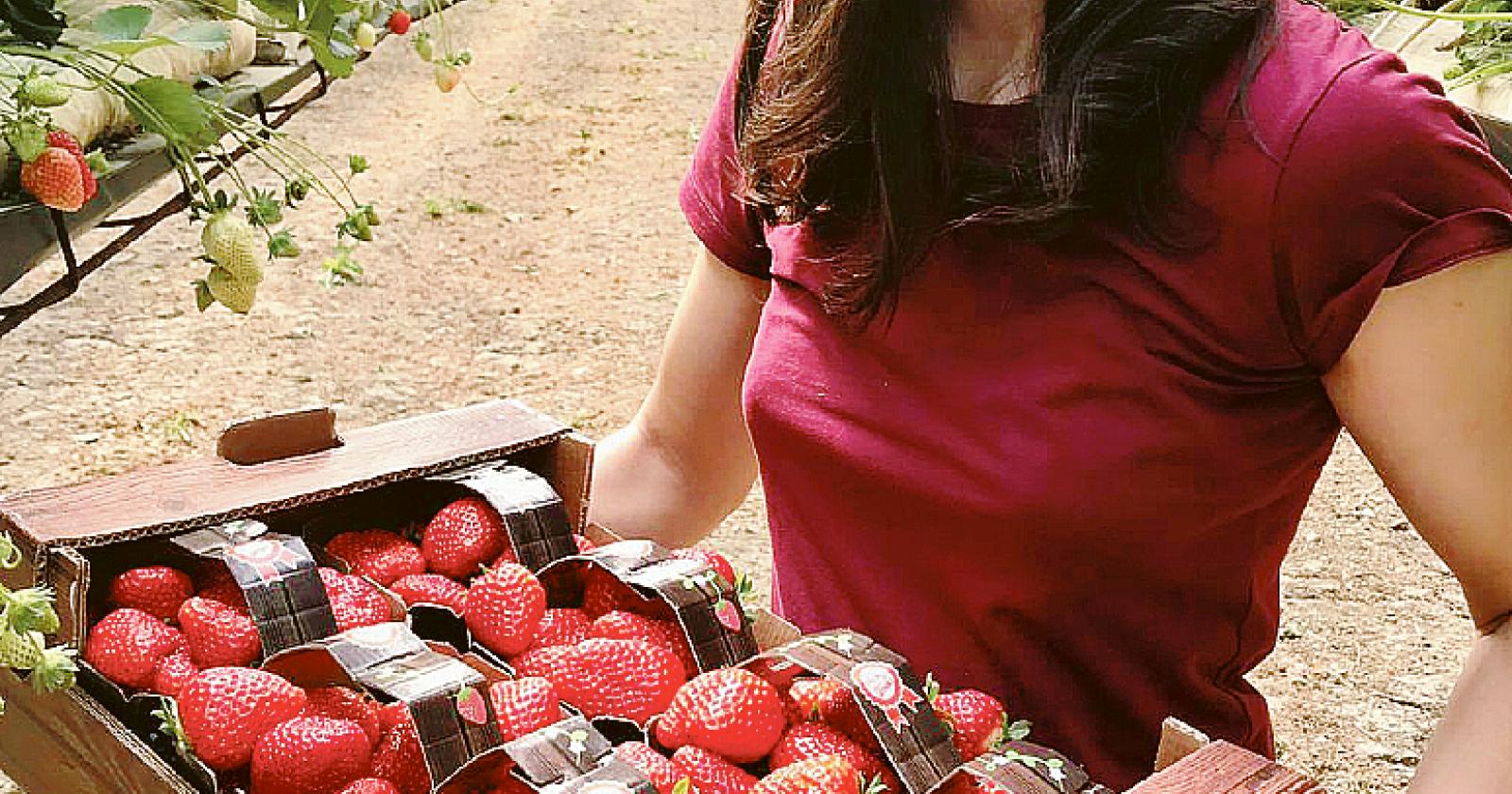 Fragole, la raccolta &egrave; in crescita